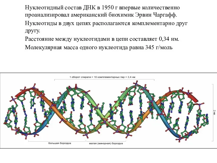 Нуклеотидный состав ДНК в 1950 г впервые количественно проанализировал американский