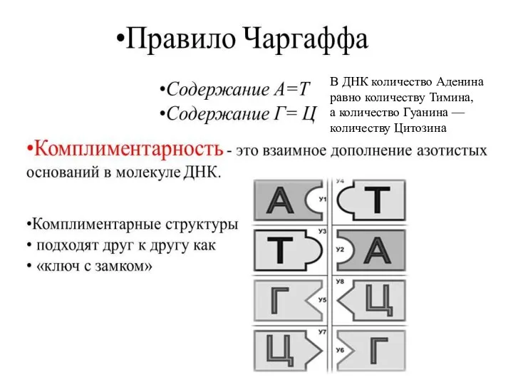 В ДНК количество Аденина равно количеству Тимина, а количество Гуанина — количеству Цитозина