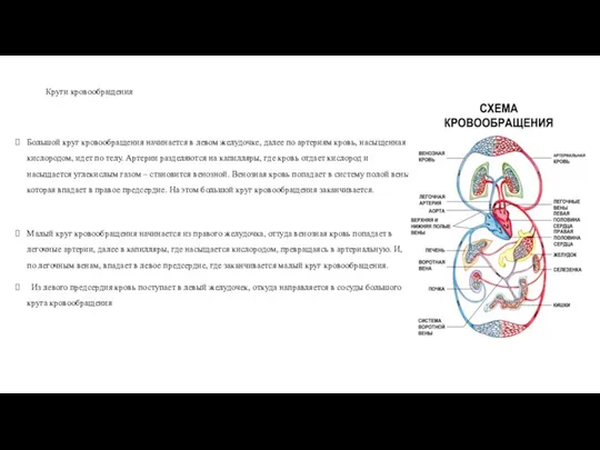 Круги кровообращения Большой круг кровообращения начинается в левом желудочке, далее