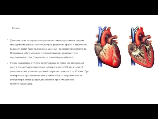 Сердце: Движение крови по сердечно-сосудистой системе осуществляется сердцем, являющимся мышечным
