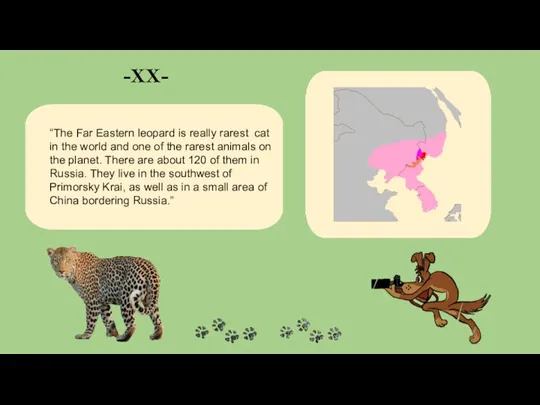 -XX- “The Far Eastern leopard is really rarest cat in