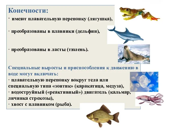 Конечности: · имеют плавательную перепонку (лягушка), · преобразованы в плавники