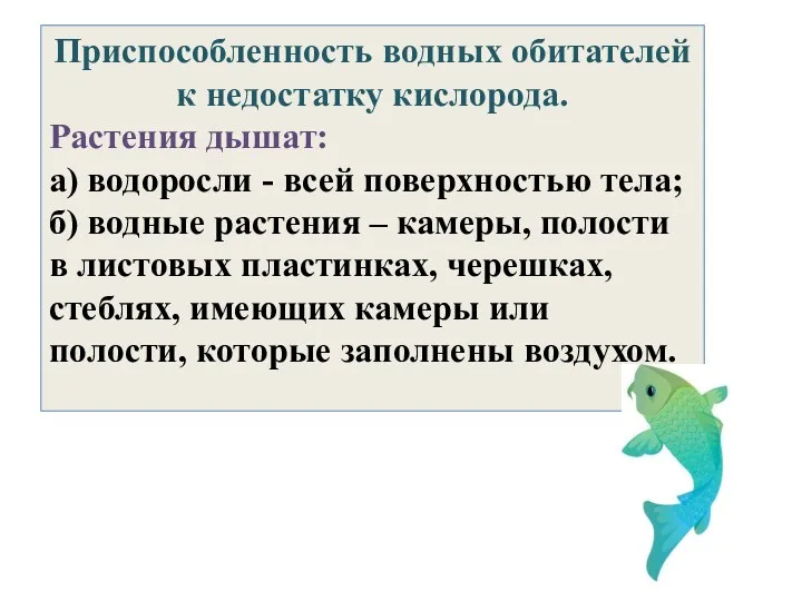 Приспособленность водных обитателей к недостатку кислорода. Растения дышат: а) водоросли