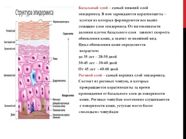 Базальный слой – самый нижний слой эпидермиса. В нем зарождаются