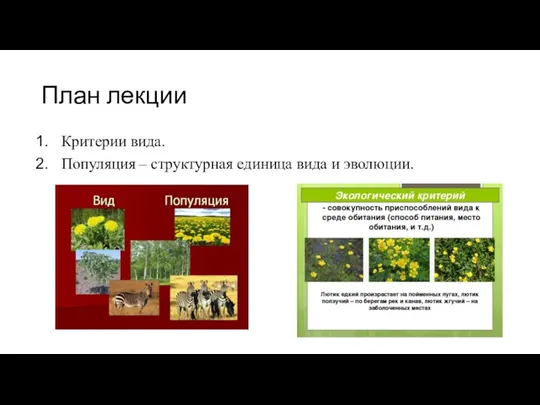 План лекции Критерии вида. Популяция – структурная единица вида и эволюции.