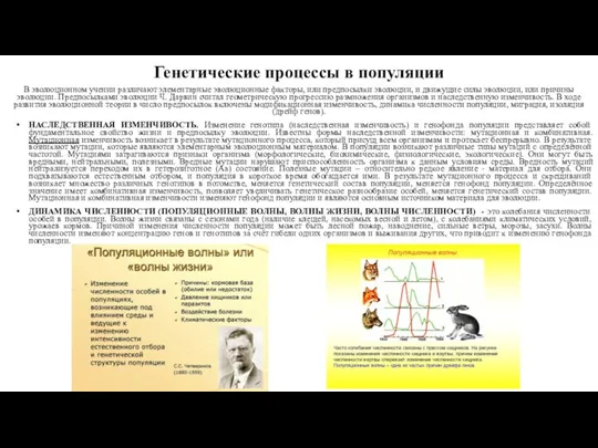 Генетические процессы в популяции В эволюционном учении различают элементарные эволюционные факторы, или предпосылки