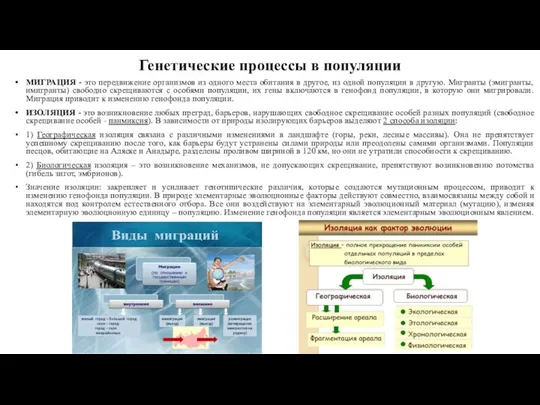 Генетические процессы в популяции МИГРАЦИЯ - это передвижение организмов из одного места обитания