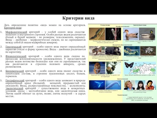 Критерии вида Дать определение понятию «вид» можно на основе критериев. Критерии вида: Морфологический