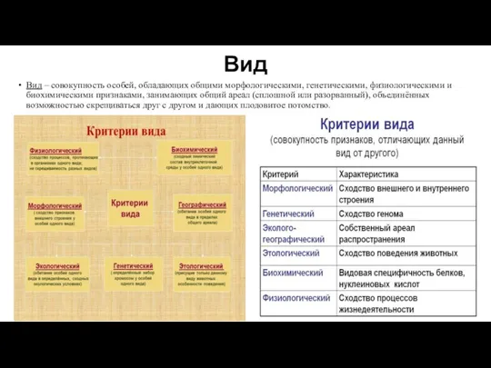 Вид Вид – совокупность особей, обладающих общими морфологическими, генетическими, физиологическими и биохимическими признаками,