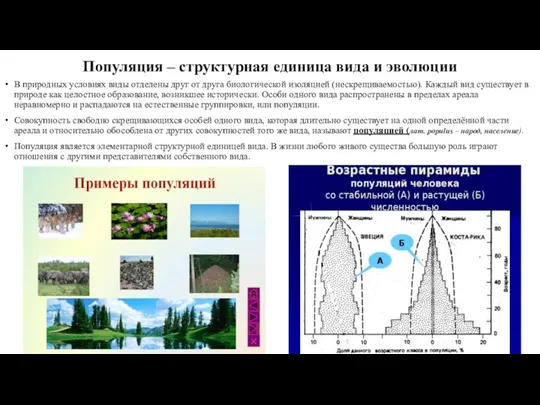 Популяция – структурная единица вида и эволюции В природных условиях виды отделены друг