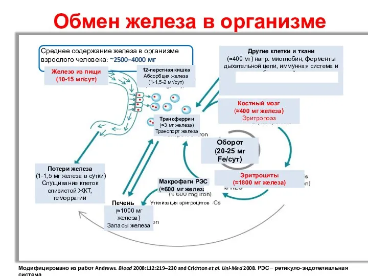 Обмен железа в организме Модифицировано из работ Andrews. Blood 2008:112:219‒230