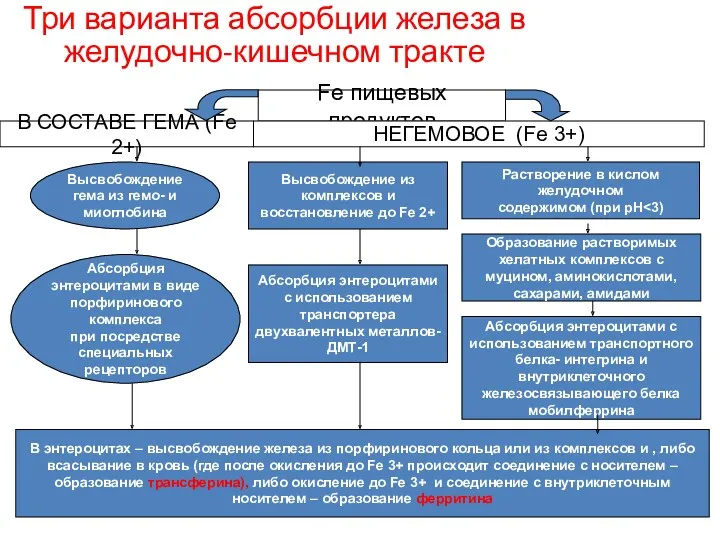 Три варианта абсорбции железа в желудочно-кишечном тракте Fe пищевых продуктов