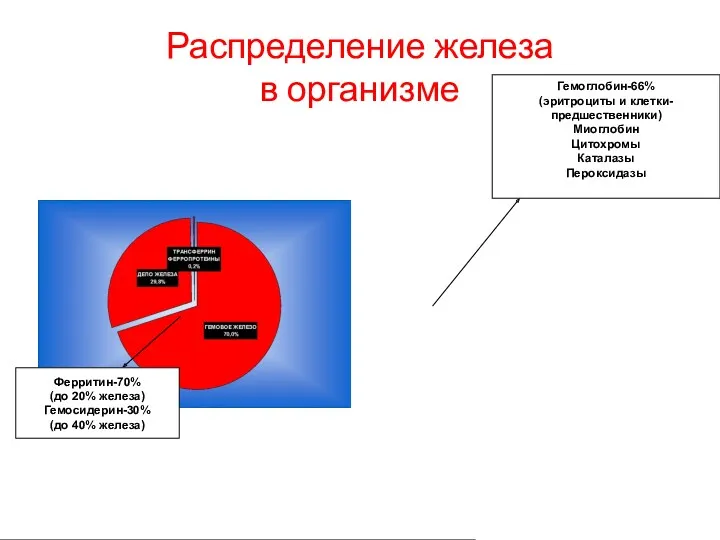 Распределение железа в организме Ферритин-70% (до 20% железа) Гемосидерин-30% (до