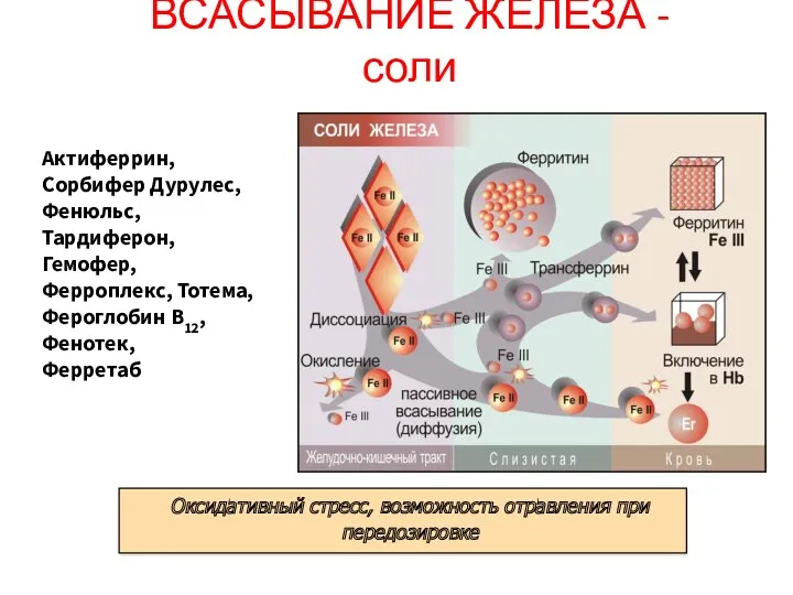 ВСАСЫВАНИЕ ЖЕЛЕЗА - соли Актиферрин, Сорбифер Дурулес, Фенюльс, Тардиферон, Гемофер,