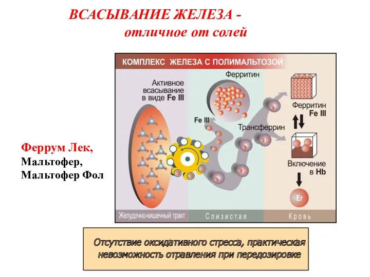 ВСАСЫВАНИЕ ЖЕЛЕЗА - отличное от солей Феррум Лек, Мальтофер, Мальтофер