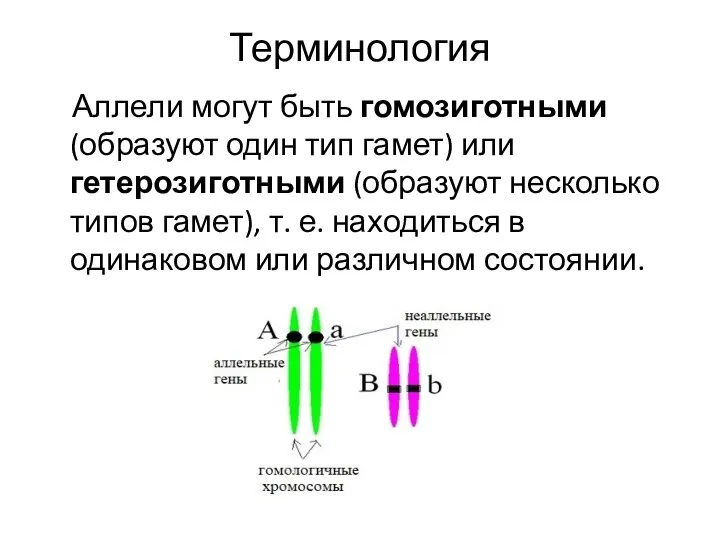 Терминология Аллели могут быть гомозиготными (образуют один тип гамет) или гетерозиготными (образуют несколько