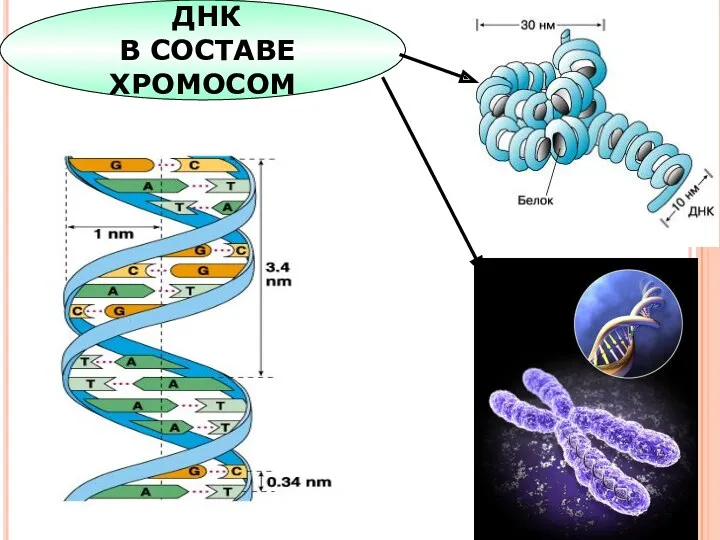 ДНК В СОСТАВЕ ХРОМОСОМ