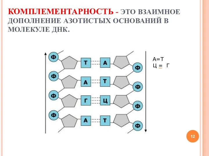 КОМПЛЕМЕНТАРНОСТЬ - ЭТО ВЗАИМНОЕ ДОПОЛНЕНИЕ АЗОТИСТЫХ ОСНОВАНИЙ В МОЛЕКУЛЕ ДНК. А=Т Ц = Г