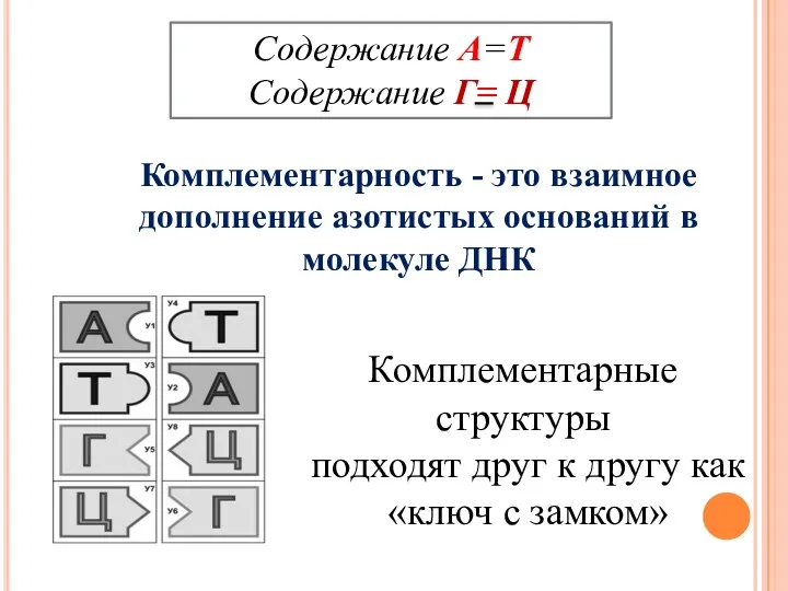 Содержание А=Т Содержание Г= Ц Комплементарность - это взаимное дополнение