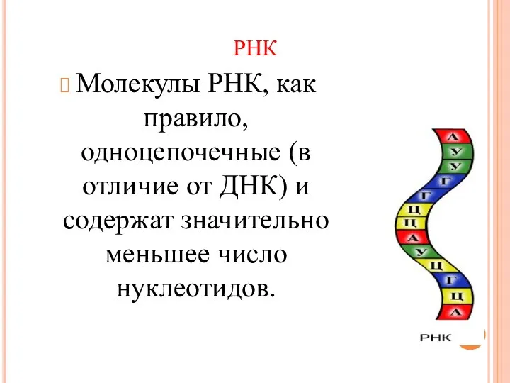 Молекулы РНК, как правило, одноцепочечные (в отличие от ДНК) и содержат значительно меньшее число нуклеотидов. РНК