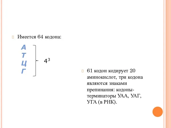 Имеется 64 кодона: 61 кодон кодирует 20 аминокислот, три кодона