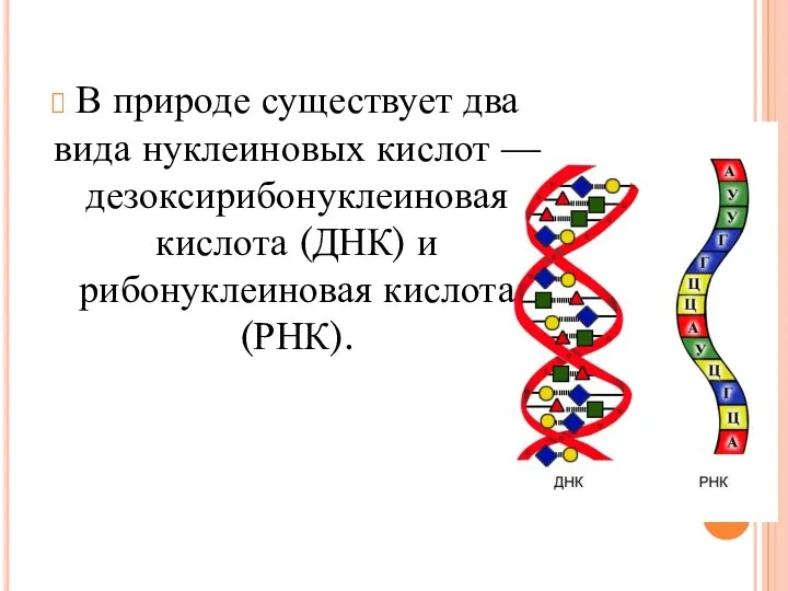 В природе существует два вида нуклеиновых кислот — дезоксирибонуклеиновая кислота (ДНК) и рибонуклеиновая кислота (РНК).