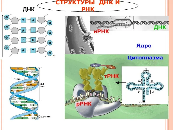 СТРУКТУРЫ ДНК И РНК ДНК