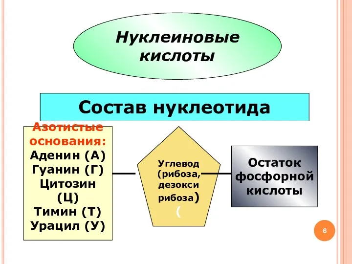 Нуклеиновые кислоты Состав нуклеотида Азотистые основания: Аденин (А) Гуанин (Г)