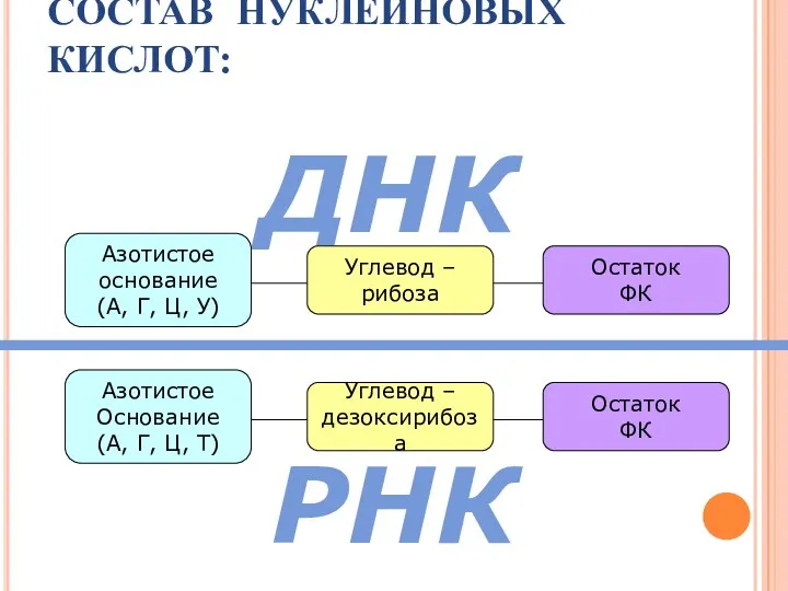 СОСТАВ НУКЛЕИНОВЫХ КИСЛОТ: Углевод – дезоксирибоза Азотистое Основание (А, Г,