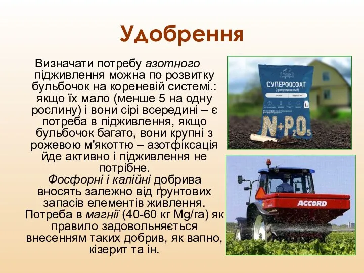 Удобрення Визначати потребу азотного підживлення можна по розвитку бульбочок на