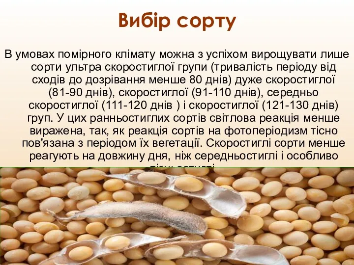 Вибір сорту В умовах помірного клімату можна з успіхом вирощувати