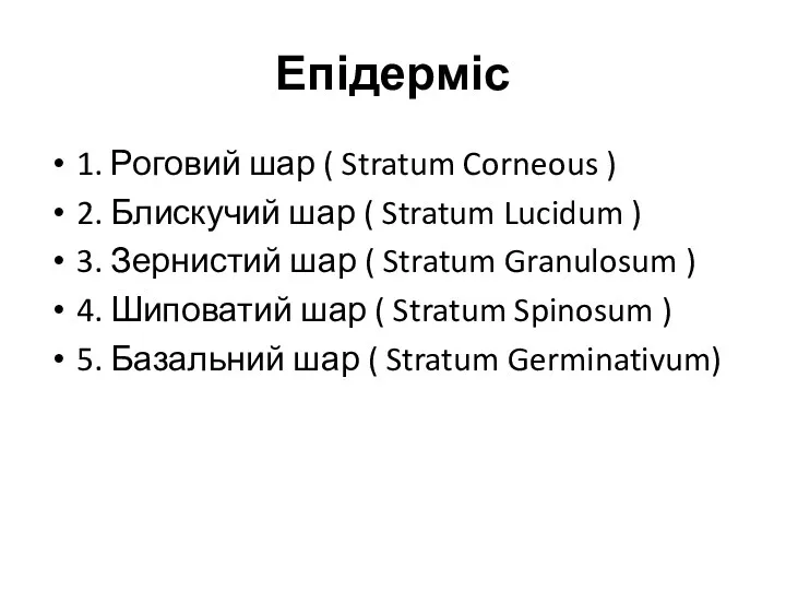 Епідерміс 1. Роговий шар ( Stratum Corneous ) 2. Блискучий шар ( Stratum