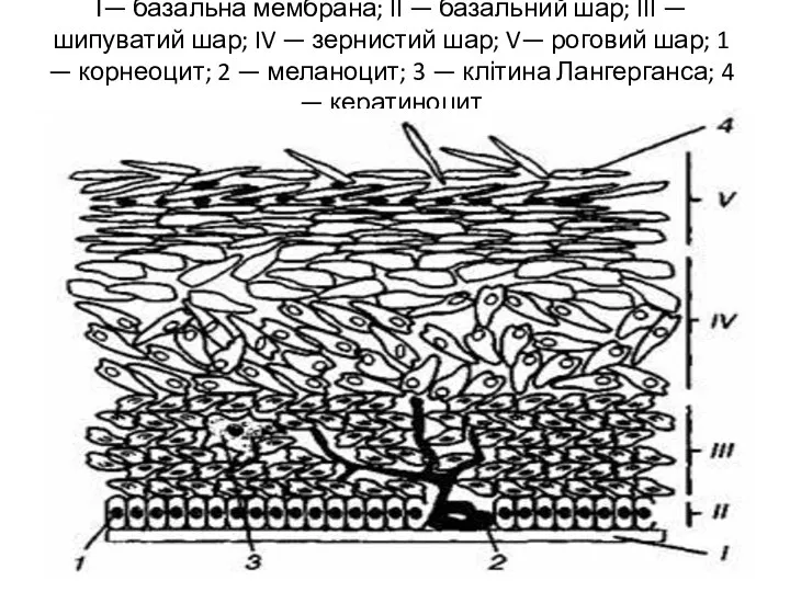 І— базальна мембрана; II — базальний шар; III — шипуватий