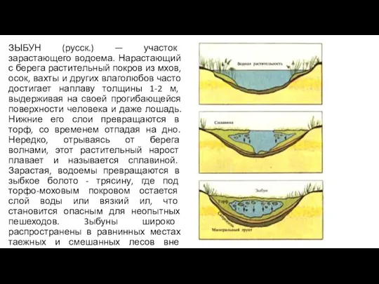 ЗЫБУН (русск.) — участок зарастающего водоема. Нарастающий с берега растительный