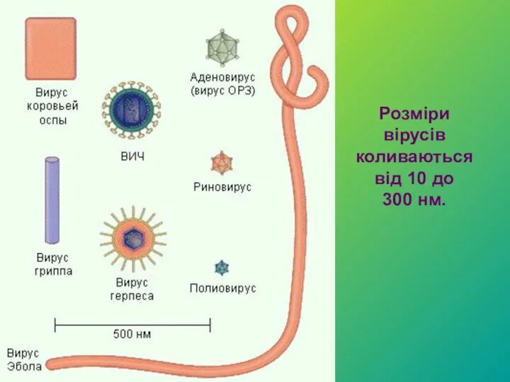 Розміри вірусів коливаються від 10 до 300 нм.