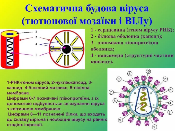 Схематична будова віруса (тютюнової мозаїки і ВІЛу) 1 - сердцевина