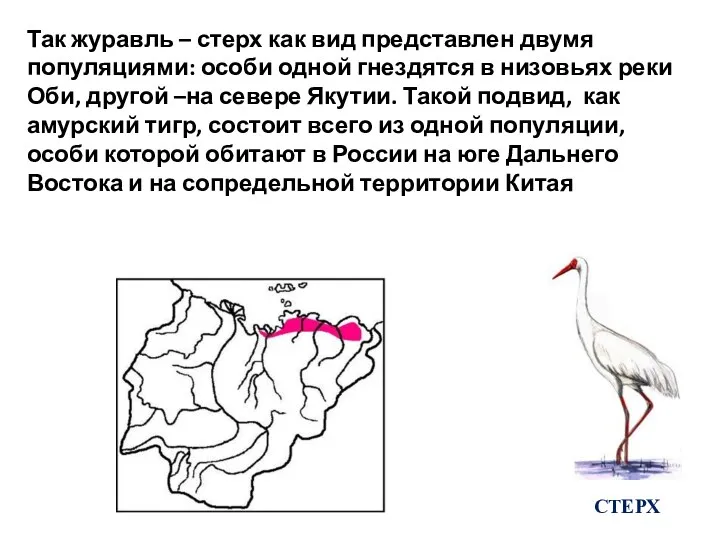 Так журавль – стерх как вид представлен двумя популяциями: особи