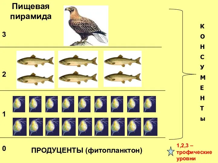 Пищевая пирамида 1 2 3 0 1,2,3 – трофические уровни