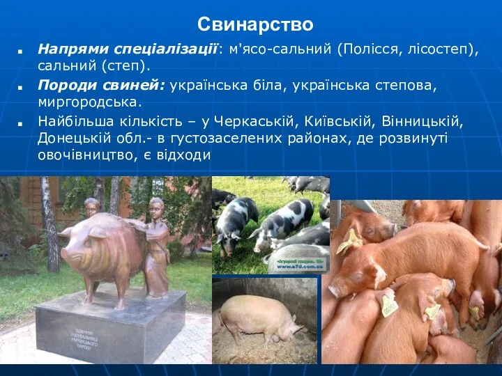 Свинарство Напрями спеціалізації: м'ясо-сальний (Полісся, лісостеп), сальний (степ). Породи свиней: