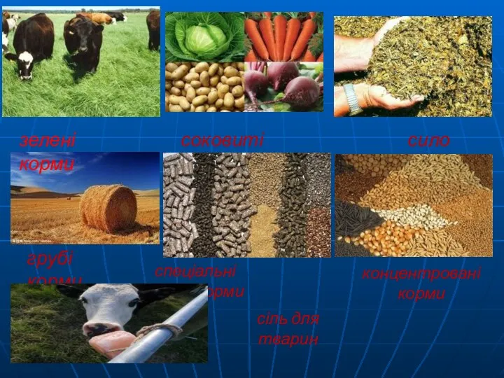 зелені корми соковиті корми силос грубі корми спеціальні комбікорми концентровані корми сіль для тварин