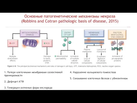 Основные патогенетические механизмы некроза (Robbins and Cotran pathologic basis of
