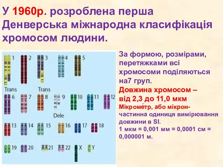У 1960р. розроблена перша Денверська міжнародна класифікація хромосом людини. За формою, розмірами, перетяжками