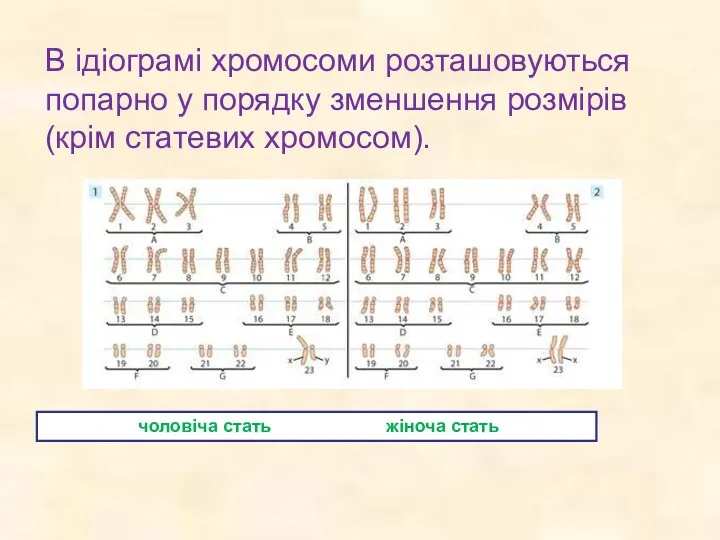 В ідіограмі хромосоми розташовуються попарно у порядку зменшення розмірів (крім статевих хромосом). чоловіча стать жіноча стать