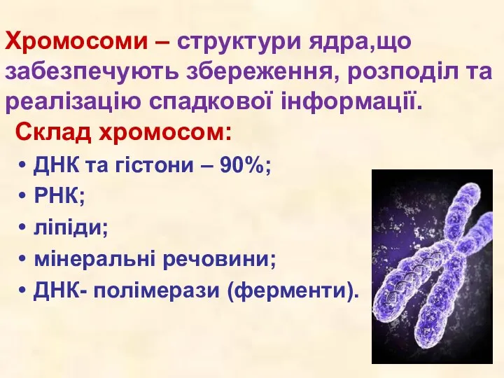 Хромосоми – структури ядра,що забезпечують збереження, розподіл та реалізацію спадкової