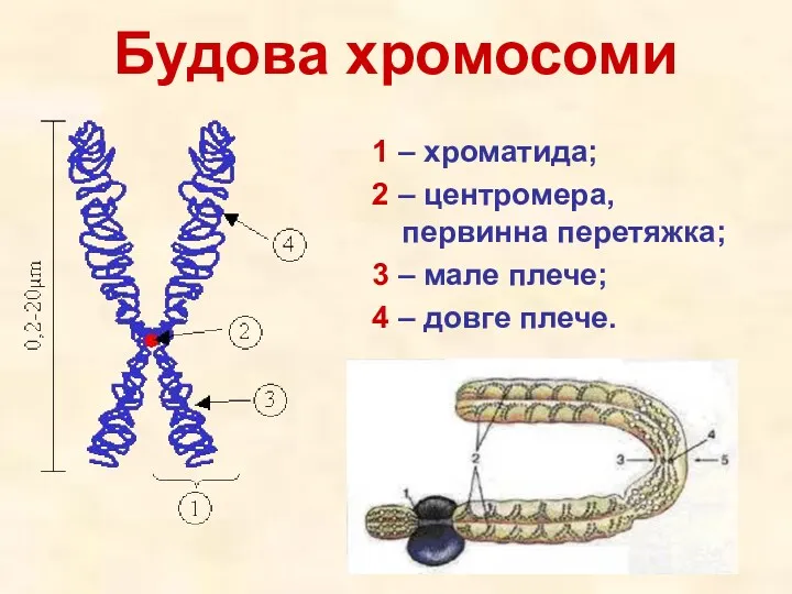 Будова хромосоми 1 – хроматида; 2 – центромера, первинна перетяжка; 3 – мале