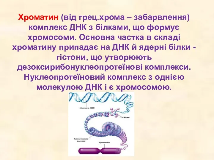 Хроматин (від грец.хрома – забарвлення) комплекс ДНК з білками, що формує хромосоми. Основна