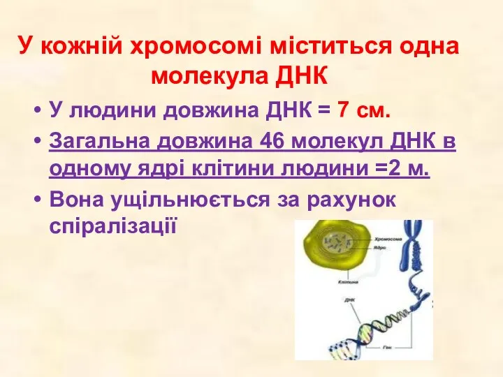 У кожній хромосомі міститься одна молекула ДНК У людини довжина