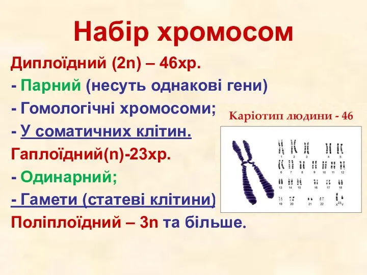 Набір хромосом Диплоїдний (2n) – 46хр. - Парний (несуть однакові гени) - Гомологічні