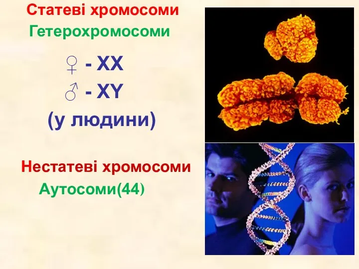 Статеві хромосоми Гетерохромосоми ♀ - XX ♂ - XY (у людини) Нестатеві хромосоми Аутосоми(44)