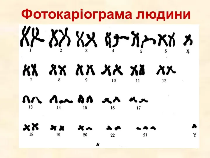 Фотокаріограма людини